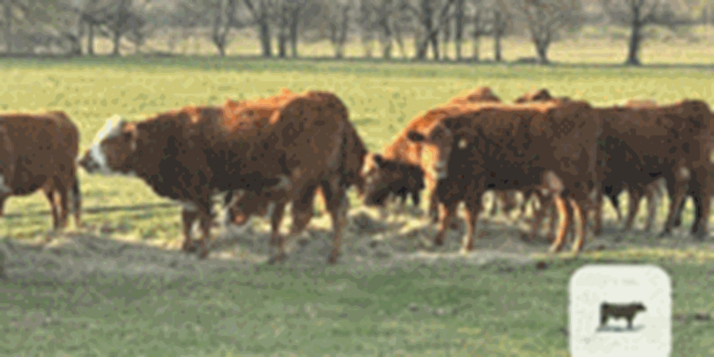65 Red Angus Cross/RWF 1st-Calf Heifers w/ 43+ Calves... Northeast OK