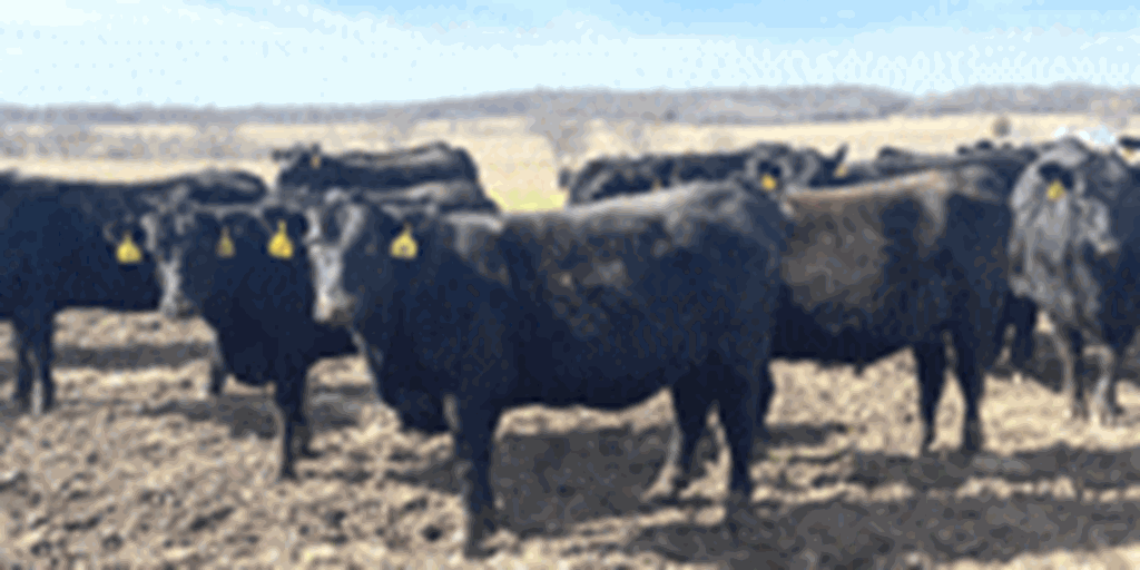 15 Angus & BWF Bred Heifers... Southwest MO