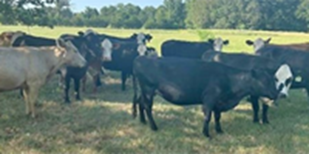 18 Crossbred Cows w/ 6 Calves... East TX