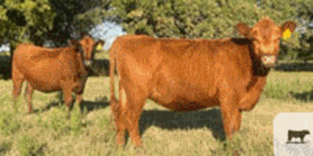 60 Reg. Red Angus Cows... Northeast TX