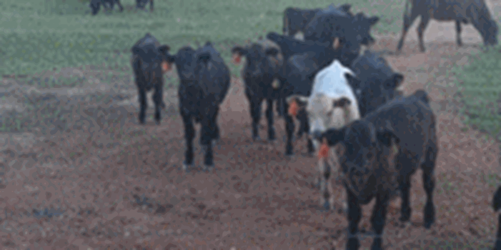 32 Angus, Brangus, Charolais Cows w/ 27+ Calves... W. Central AR