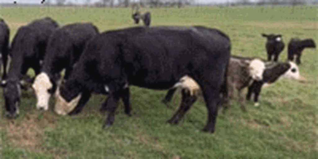 14 Angus & BWF Cows w/ 8+ Calves... Central TX