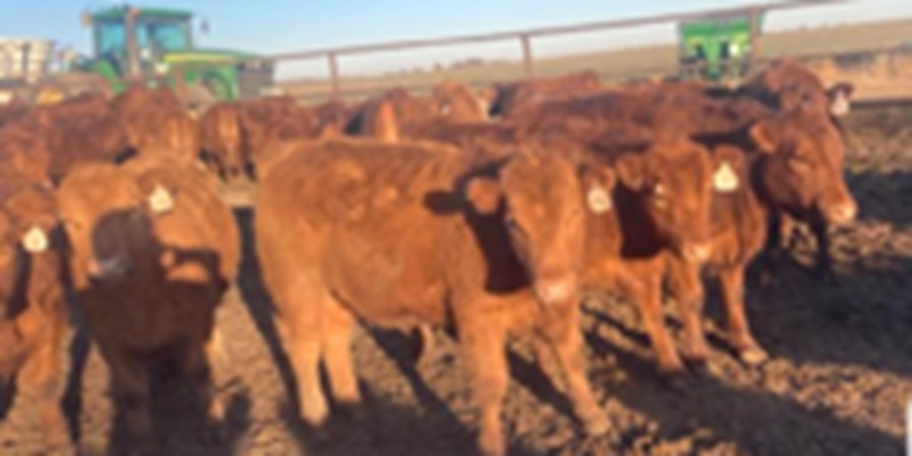 175	Red Angus Rep. Heifers... Central KS