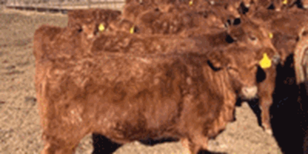 84 Red Angus Rep. Heifers... Central KS