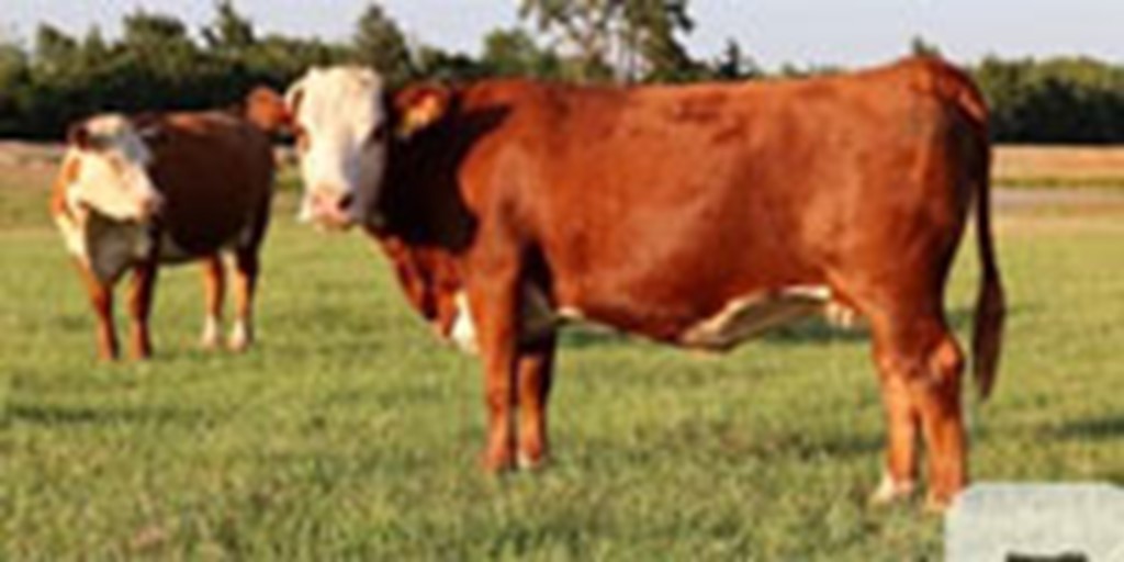 21 Reg. Hereford Cows w/ 12+ Calves... Central TX