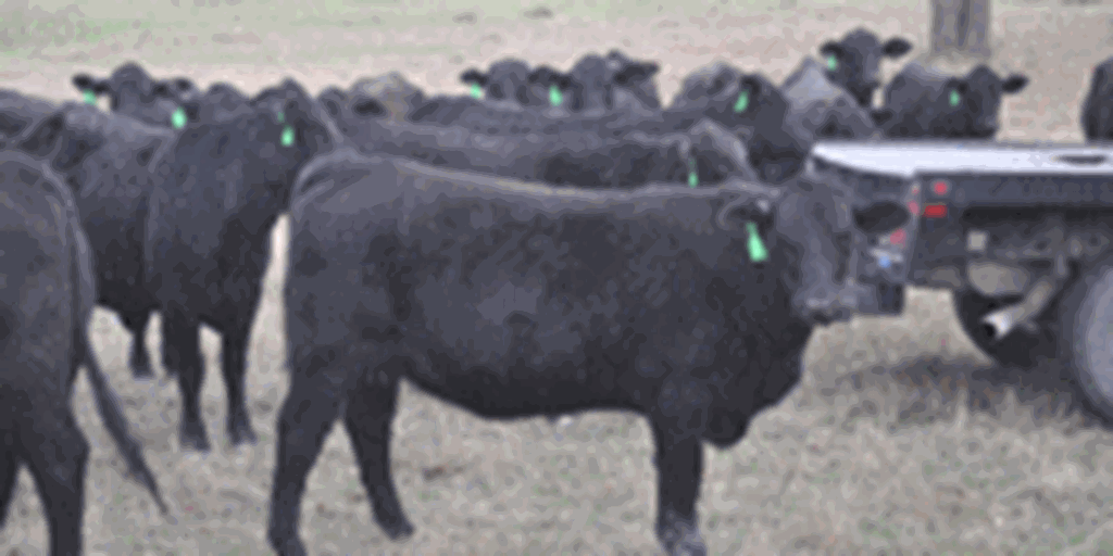 26 Brangus Bred Heifers... Central TX
