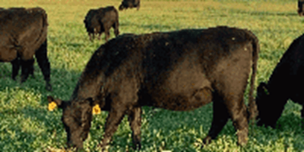 140	Angus Bred Heifers... W. Central MO