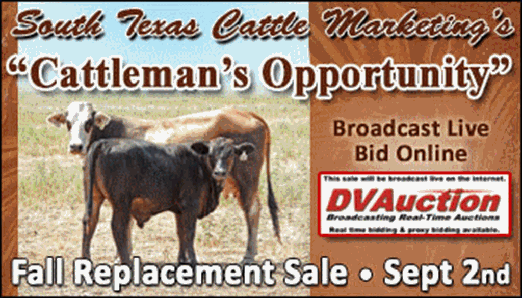 SS-South Texas Cattle Marketing Fall Replacement Female Sale-09-02-2023