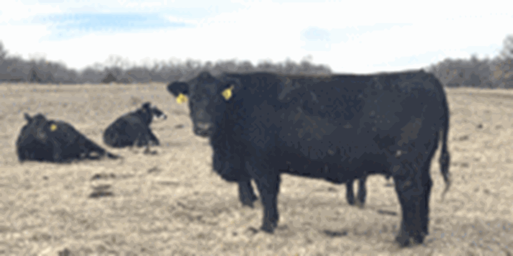 40 Angus & BWF Cows... Southwest MO