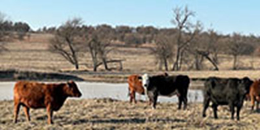 44 Angus Cross & Red Angus Cross Pairs... Northeast OK