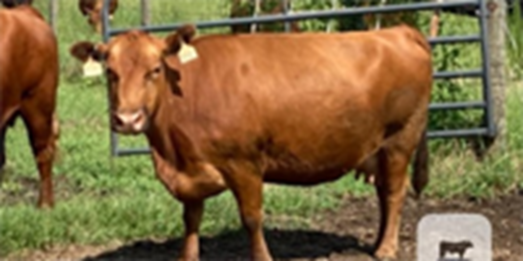 20 Reg. Red Angus Cows... Southeast AL
