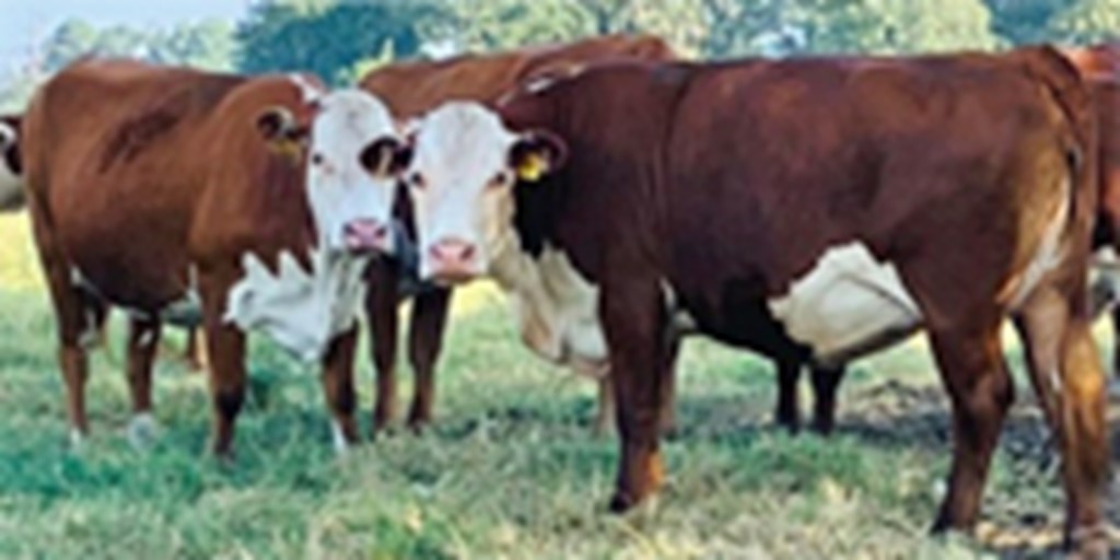 25 Reg. Hereford Cows... Northeast TX