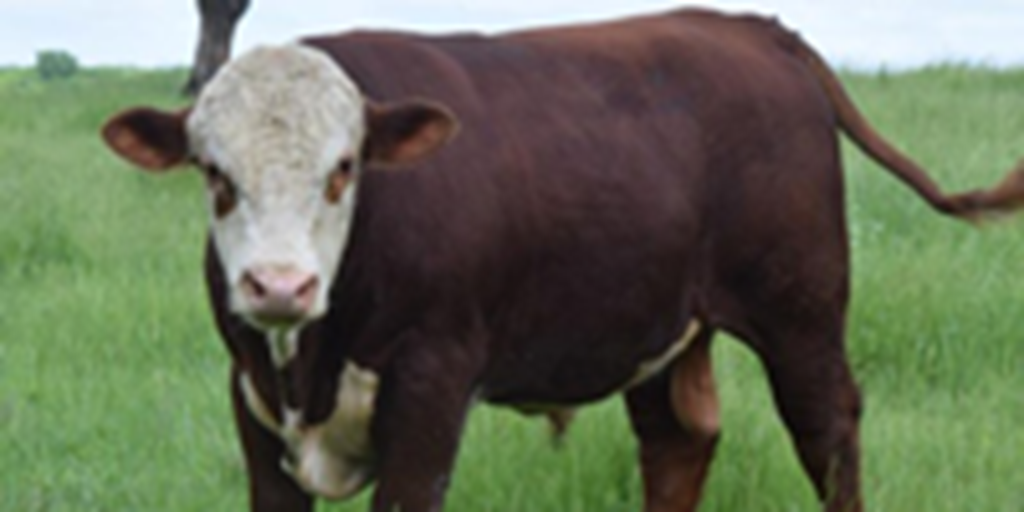 1 Reg. Polled Hereford Bull... Northeast TX (1)