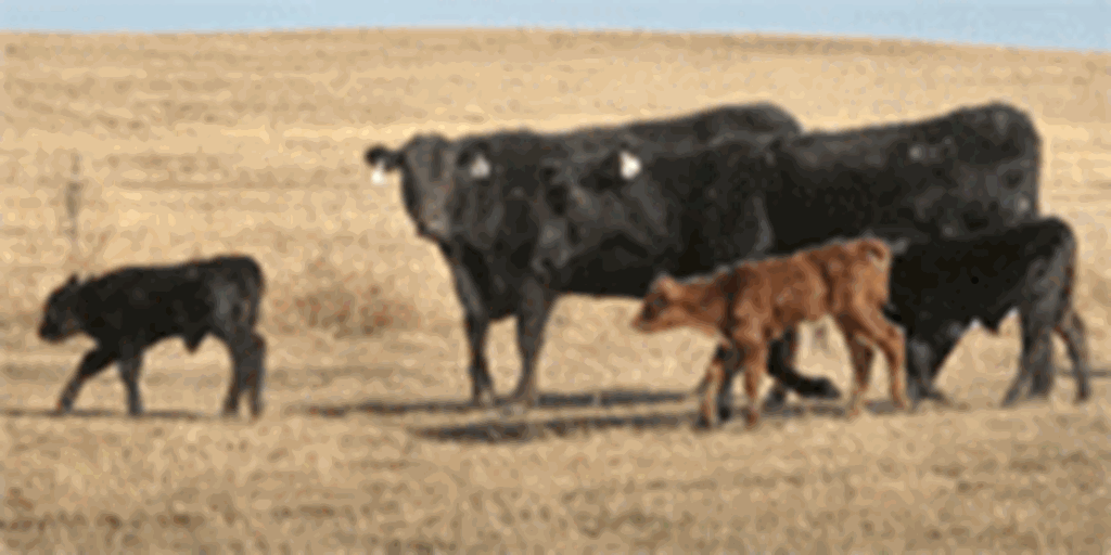 30 Angus Cows w/ 10+ Calves... TX Panhandle