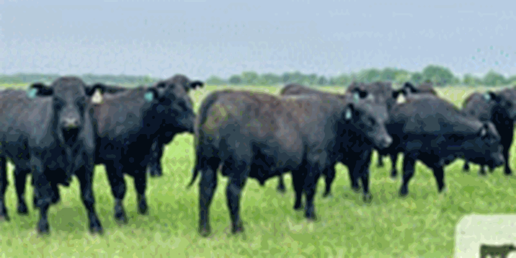 35 Angus Bulls... Central TX