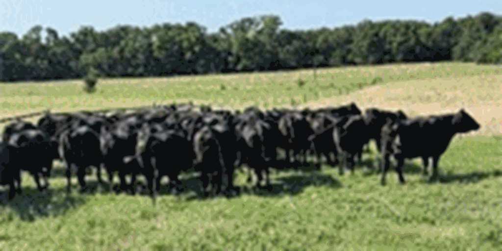 57 Angus Cows... North TX