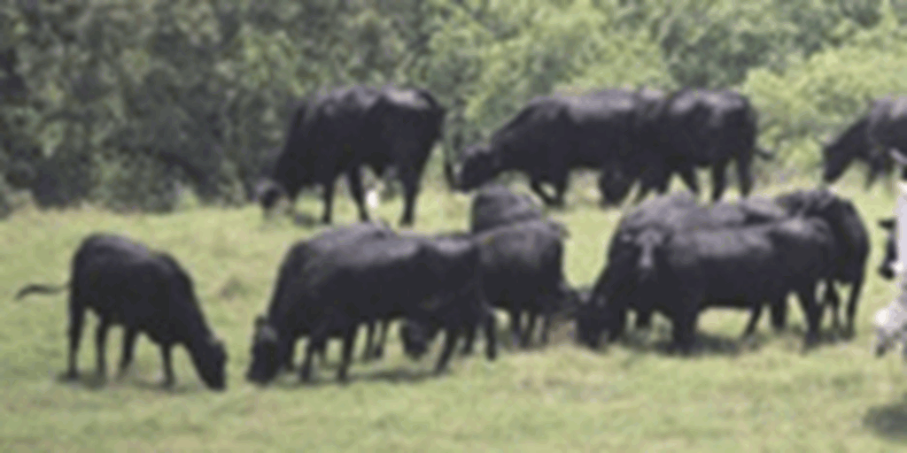 250 Angus & Black Baldy Cows... Northeast TX