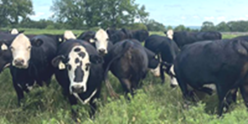 19 Brangus 'Super Baldy' Cows... E. Central KS