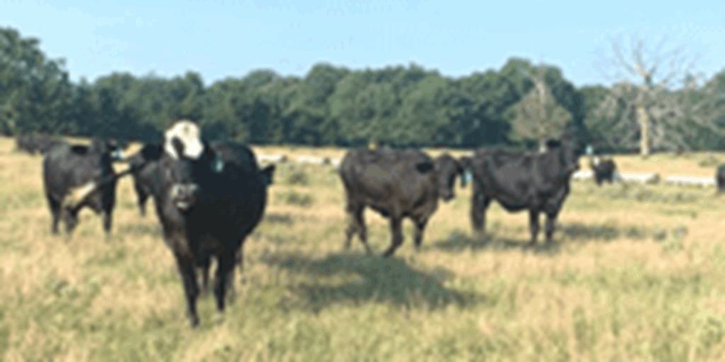 42 Brangus & Angus Plus Cows... Northeast TX