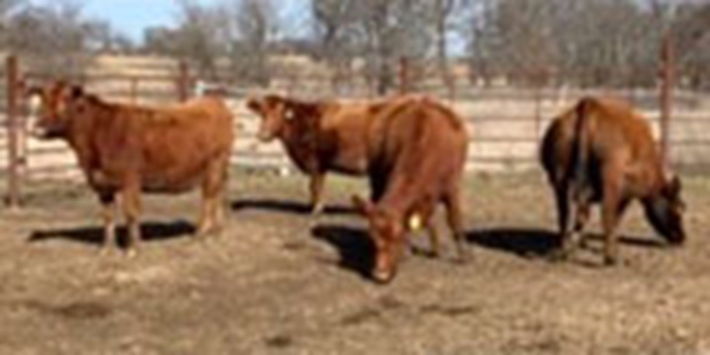 7 Red Angus Cows... Central OK