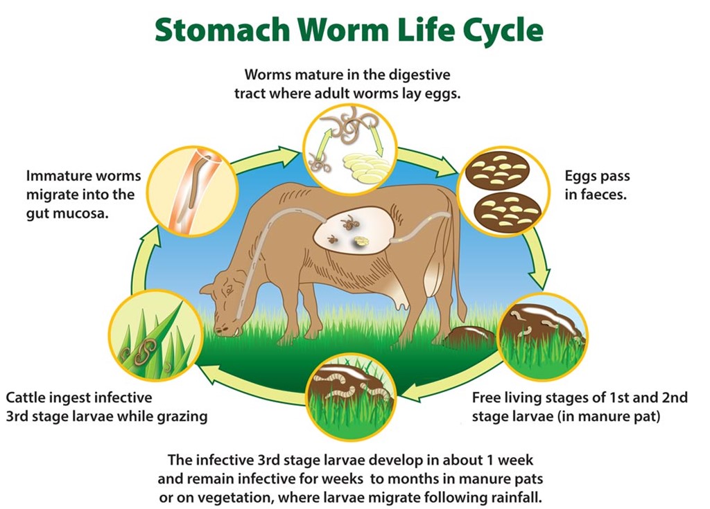 Are Worms Winning?