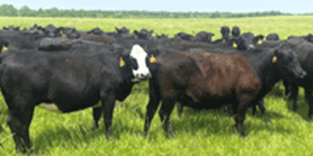117 Angus & BWF Cows... Southwest MO