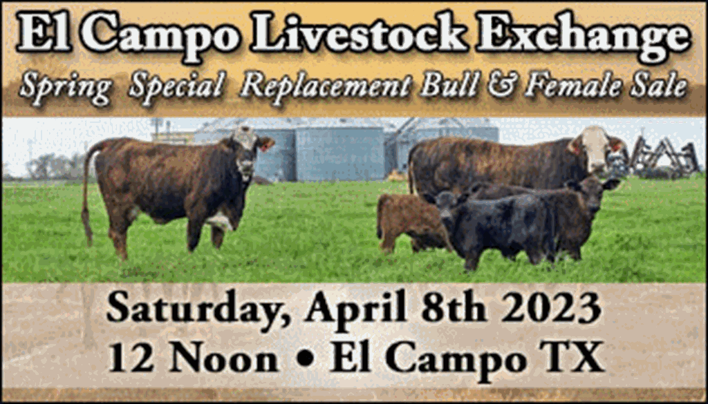 SS-El Campo Livestock Exchange Spring Special Replacement Female Sale-04-08-2023