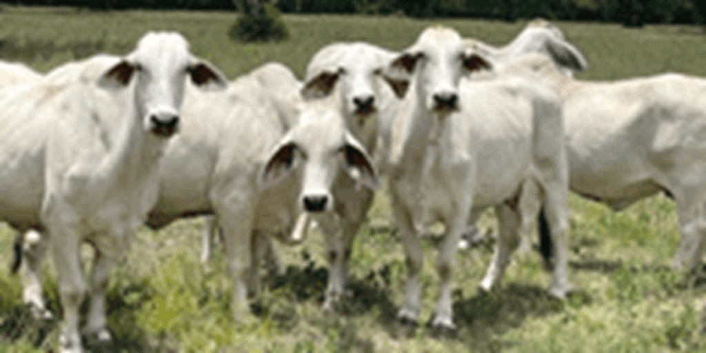 23 Brahman Cows w/ 12+ Calves... Southeast TX