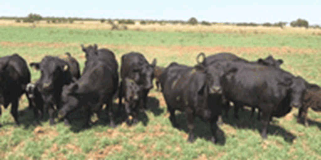 70 Angus, Red Angus, & Charolais Cross Pairs... W. Central TX